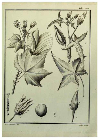 Reproducción/Reproduction 8187777057: Monadelphiae classis dissertationes decem.. Parisiis,Apud F.A. Didot,1785-1790.