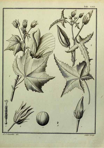 Reproducción/Reproduction 8187777057: Monadelphiae classis dissertationes decem.. Parisiis,Apud F.A. Didot,1785-1790.