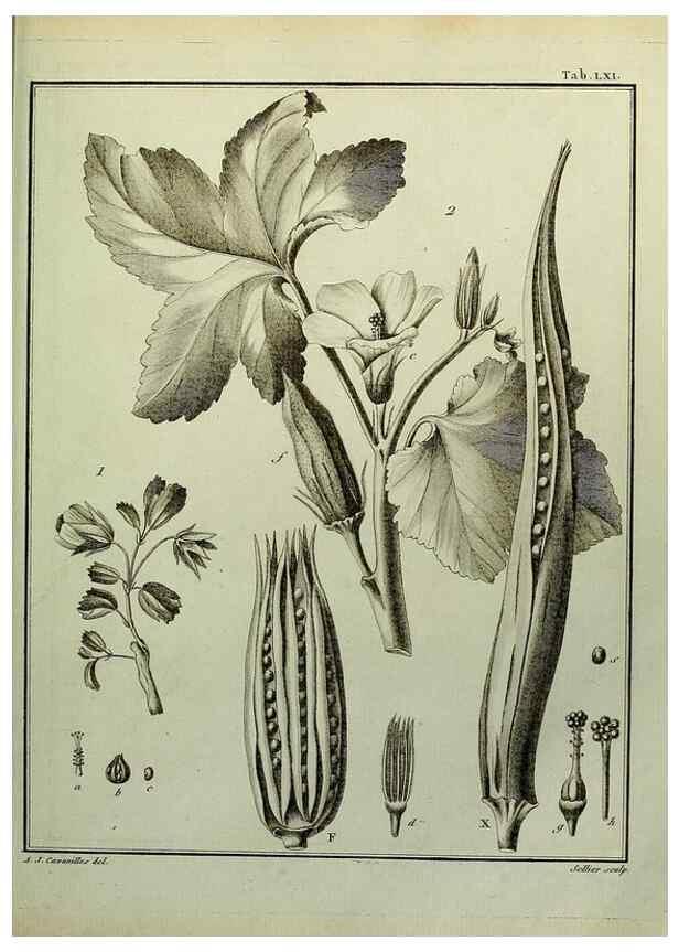 Reproducción/Reproduction 8187776213: Monadelphiae classis dissertationes decem.. Parisiis,Apud F.A. Didot,1785-1790.