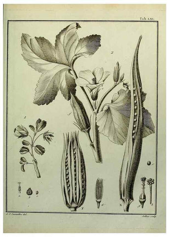 Reproducción/Reproduction 8187776213: Monadelphiae classis dissertationes decem.. Parisiis,Apud F.A. Didot,1785-1790.