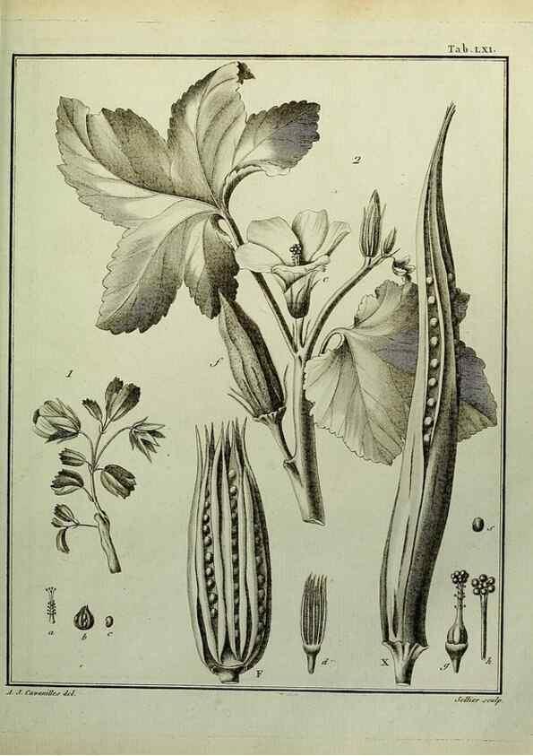 Reproducción/Reproduction 8187776213: Monadelphiae classis dissertationes decem.. Parisiis,Apud F.A. Didot,1785-1790.