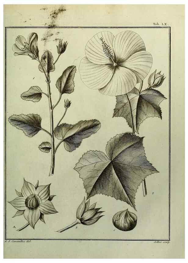 Reproducción/Reproduction 8188855502: Monadelphiae classis dissertationes decem.. Parisiis,Apud F.A. Didot,1785-1790.