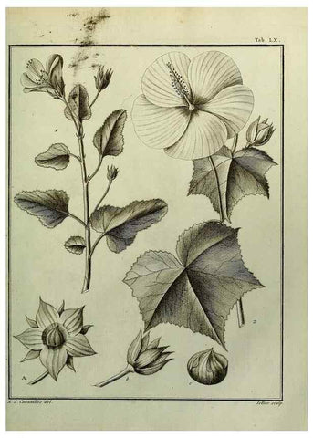 Reproducción/Reproduction 8188855502: Monadelphiae classis dissertationes decem.. Parisiis,Apud F.A. Didot,1785-1790.