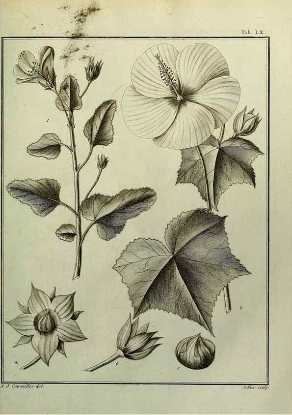 Reproducción/Reproduction 8188855502: Monadelphiae classis dissertationes decem.. Parisiis,Apud F.A. Didot,1785-1790.