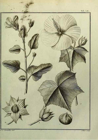 Reproducción/Reproduction 8188855502: Monadelphiae classis dissertationes decem.. Parisiis,Apud F.A. Didot,1785-1790.