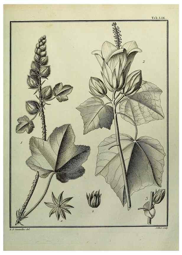 Reproducción/Reproduction 8187774535: Monadelphiae classis dissertationes decem.. Parisiis,Apud F.A. Didot,1785-1790.