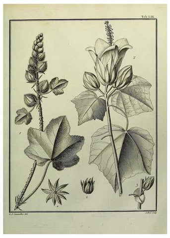 Reproducción/Reproduction 8187774535: Monadelphiae classis dissertationes decem.. Parisiis,Apud F.A. Didot,1785-1790.