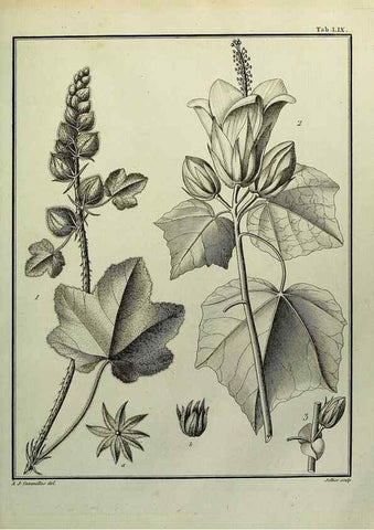 Reproducción/Reproduction 8187774535: Monadelphiae classis dissertationes decem.. Parisiis,Apud F.A. Didot,1785-1790.