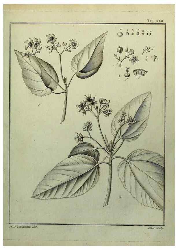 Reproducción/Reproduction 8188841488: Monadelphiae classis dissertationes decem.. Parisiis,Apud F.A. Didot,1785-1790.