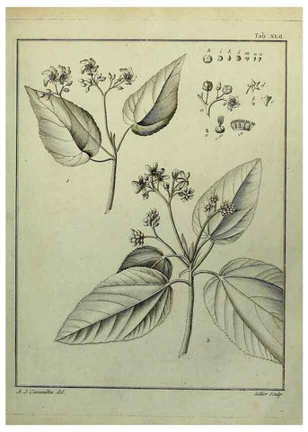 Reproducción/Reproduction 8188841488: Monadelphiae classis dissertationes decem.. Parisiis,Apud F.A. Didot,1785-1790.