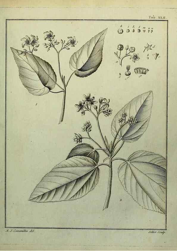 Reproducción/Reproduction 8188841488: Monadelphiae classis dissertationes decem.. Parisiis,Apud F.A. Didot,1785-1790.