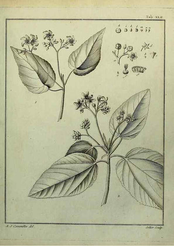 Reproducción/Reproduction 8188841488: Monadelphiae classis dissertationes decem.. Parisiis,Apud F.A. Didot,1785-1790.