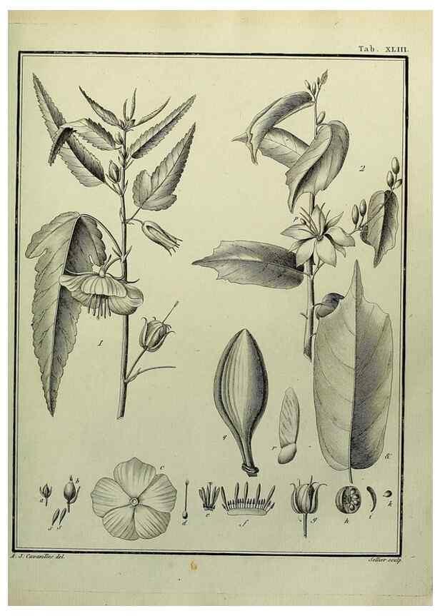 Reproducción/Reproduction 8187762359: Monadelphiae classis dissertationes decem.. Parisiis,Apud F.A. Didot,1785-1790.