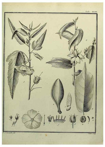 Reproducción/Reproduction 8187762359: Monadelphiae classis dissertationes decem.. Parisiis,Apud F.A. Didot,1785-1790.