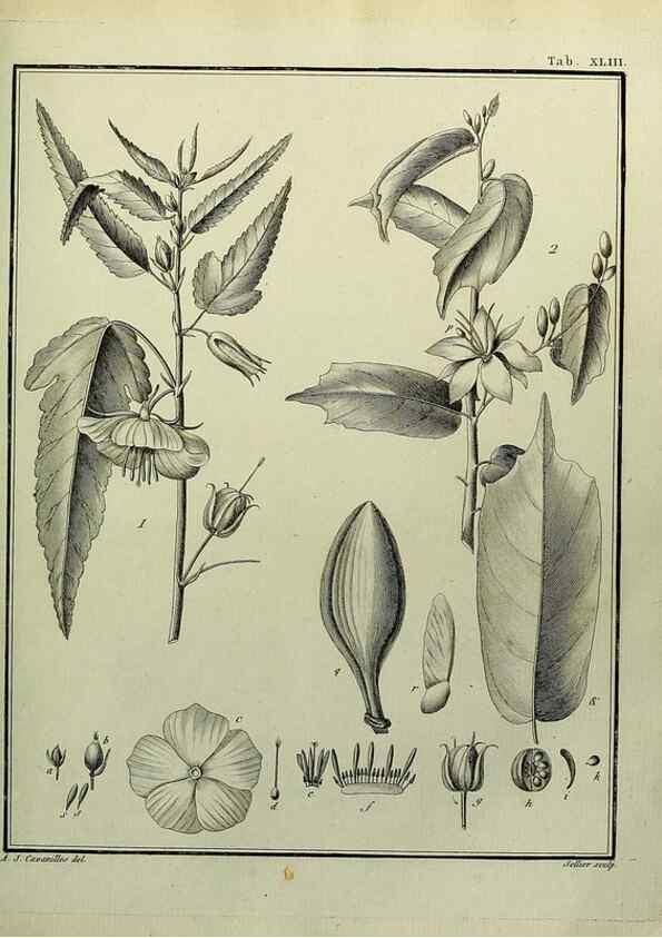 Reproducción/Reproduction 8187762359: Monadelphiae classis dissertationes decem.. Parisiis,Apud F.A. Didot,1785-1790.