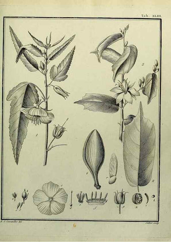 Reproducción/Reproduction 8187762359: Monadelphiae classis dissertationes decem.. Parisiis,Apud F.A. Didot,1785-1790.