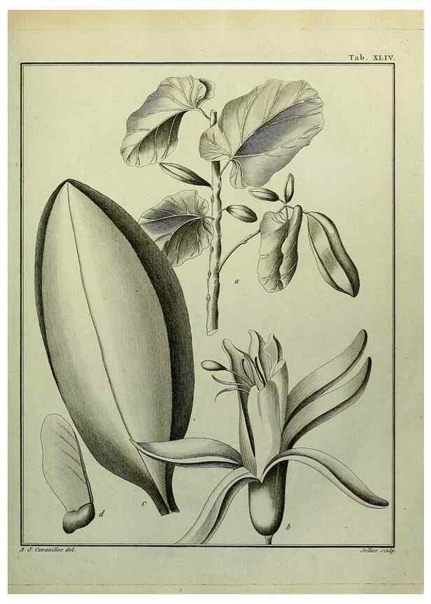 Reproducción/Reproduction 8187763121: Monadelphiae classis dissertationes decem.. Parisiis,Apud F.A. Didot,1785-1790.