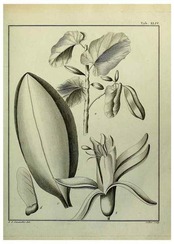 Reproducción/Reproduction 8187763121: Monadelphiae classis dissertationes decem.. Parisiis,Apud F.A. Didot,1785-1790.