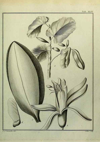 Reproducción/Reproduction 8187763121: Monadelphiae classis dissertationes decem.. Parisiis,Apud F.A. Didot,1785-1790.