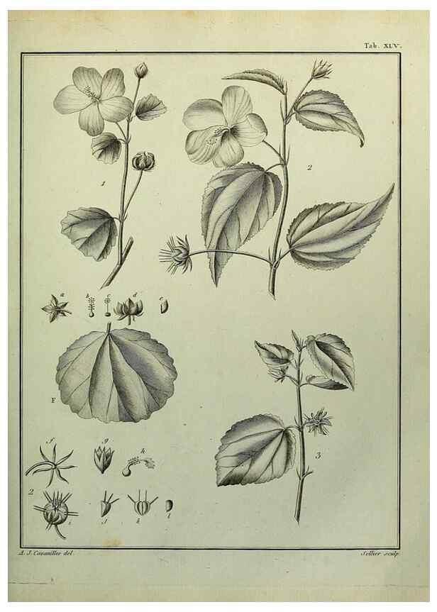 Reproducción/Reproduction 8188843676: Monadelphiae classis dissertationes decem.. Parisiis,Apud F.A. Didot,1785-1790.