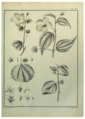 Reproducción/Reproduction 8188843676: Monadelphiae classis dissertationes decem.. Parisiis,Apud F.A. Didot,1785-1790.