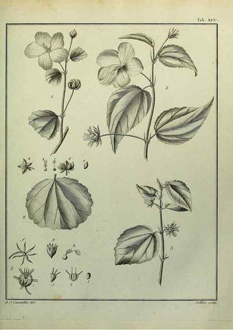 Reproducción/Reproduction 8188843676: Monadelphiae classis dissertationes decem.. Parisiis,Apud F.A. Didot,1785-1790.