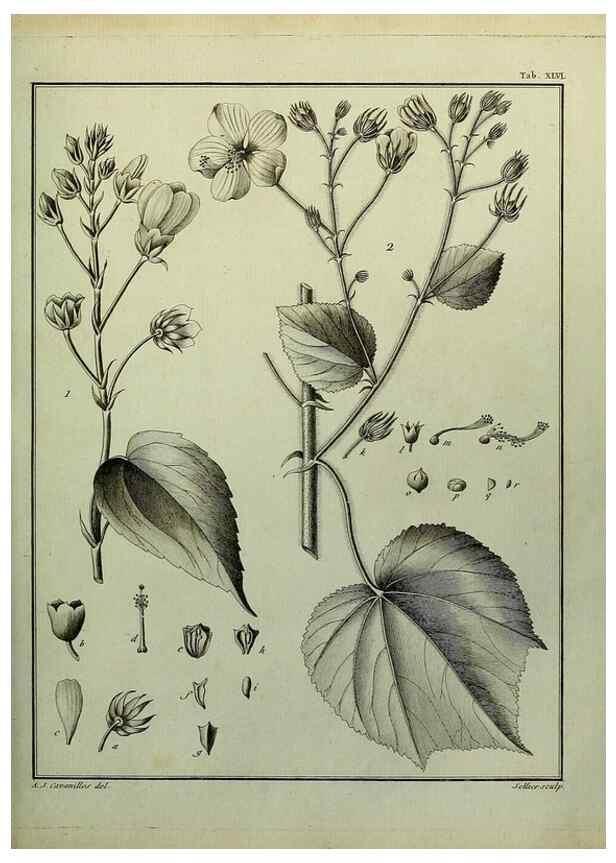 Reproducción/Reproduction 8188844290: Monadelphiae classis dissertationes decem.. Parisiis,Apud F.A. Didot,1785-1790.