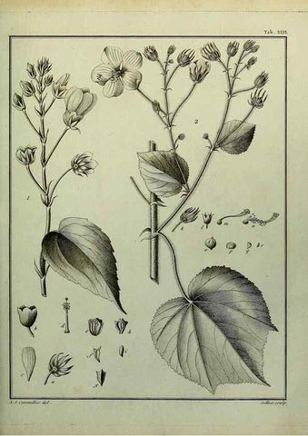 Reproducción/Reproduction 8188844290: Monadelphiae classis dissertationes decem.. Parisiis,Apud F.A. Didot,1785-1790.