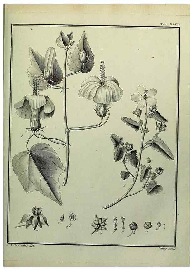 Reproducción/Reproduction 8188844970: Monadelphiae classis dissertationes decem.. Parisiis,Apud F.A. Didot,1785-1790.