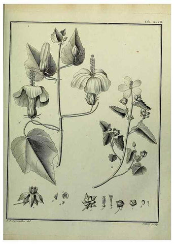 Reproducción/Reproduction 8188844970: Monadelphiae classis dissertationes decem.. Parisiis,Apud F.A. Didot,1785-1790.