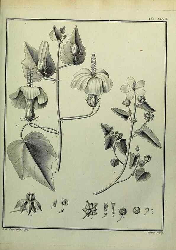 Reproducción/Reproduction 8188844970: Monadelphiae classis dissertationes decem.. Parisiis,Apud F.A. Didot,1785-1790.