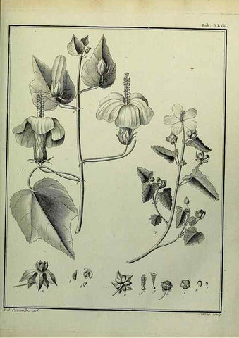 Reproducción/Reproduction 8188844970: Monadelphiae classis dissertationes decem.. Parisiis,Apud F.A. Didot,1785-1790.