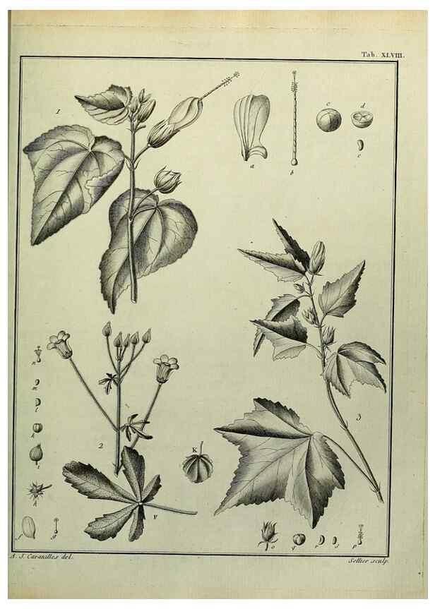 Reproducción/Reproduction 8188845812: Monadelphiae classis dissertationes decem.. Parisiis,Apud F.A. Didot,1785-1790.