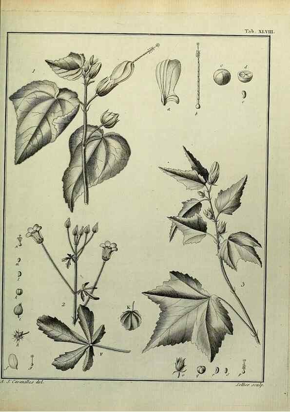 Reproducción/Reproduction 8188845812: Monadelphiae classis dissertationes decem.. Parisiis,Apud F.A. Didot,1785-1790.