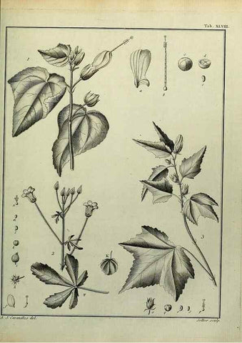 Reproducción/Reproduction 8188845812: Monadelphiae classis dissertationes decem.. Parisiis,Apud F.A. Didot,1785-1790.