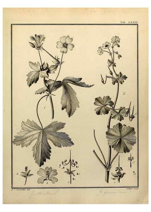 Reproducción/Reproduction 8188868634: Monadelphiae classis dissertationes decem.. Parisiis,Apud F.A. Didot,1785-1790.