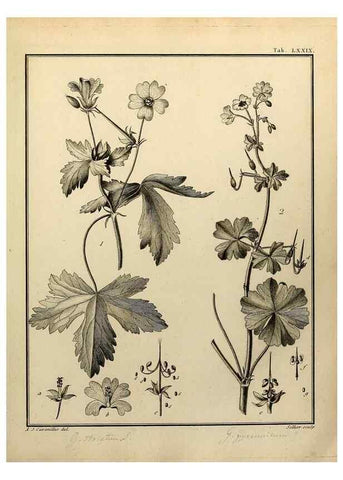 Reproducción/Reproduction 8188868634: Monadelphiae classis dissertationes decem.. Parisiis,Apud F.A. Didot,1785-1790.