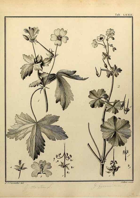 Reproducción/Reproduction 8188868634: Monadelphiae classis dissertationes decem.. Parisiis,Apud F.A. Didot,1785-1790.