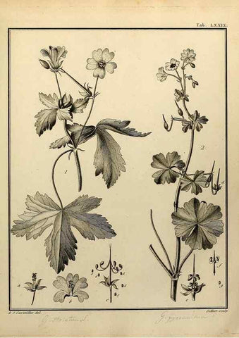 Reproducción/Reproduction 8188868634: Monadelphiae classis dissertationes decem.. Parisiis,Apud F.A. Didot,1785-1790.