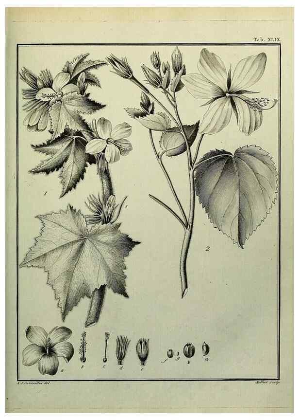 Reproducción/Reproduction 8188846862: Monadelphiae classis dissertationes decem.. Parisiis,Apud F.A. Didot,1785-1790.
