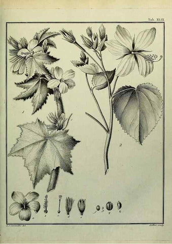 Reproducción/Reproduction 8188846862: Monadelphiae classis dissertationes decem.. Parisiis,Apud F.A. Didot,1785-1790.
