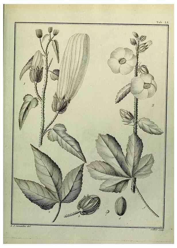 Reproducción/Reproduction 8187768301: Monadelphiae classis dissertationes decem.. Parisiis,Apud F.A. Didot,1785-1790.