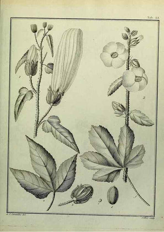 Reproducción/Reproduction 8187768301: Monadelphiae classis dissertationes decem.. Parisiis,Apud F.A. Didot,1785-1790.