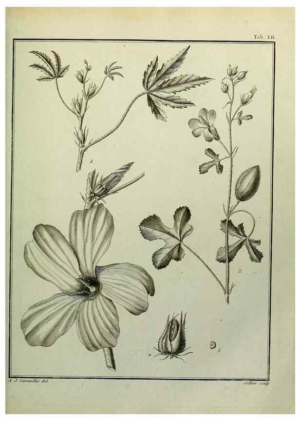 Reproducción/Reproduction 8187769041: Monadelphiae classis dissertationes decem.. Parisiis,Apud F.A. Didot,1785-1790.