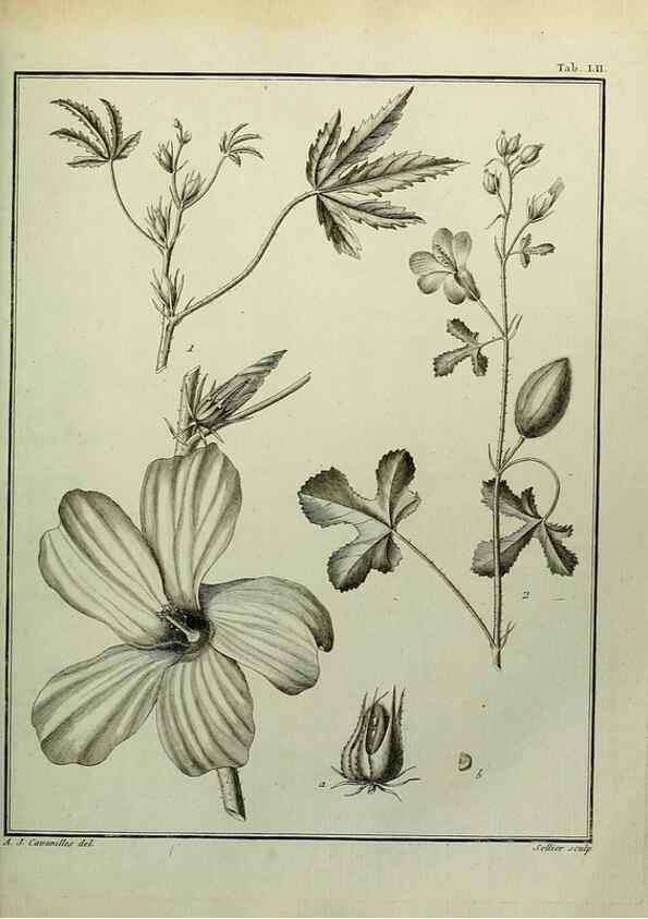 Reproducción/Reproduction 8187769041: Monadelphiae classis dissertationes decem.. Parisiis,Apud F.A. Didot,1785-1790.