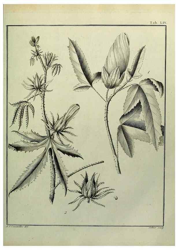 Reproducción/Reproduction 8187770393: Monadelphiae classis dissertationes decem.. Parisiis,Apud F.A. Didot,1785-1790.