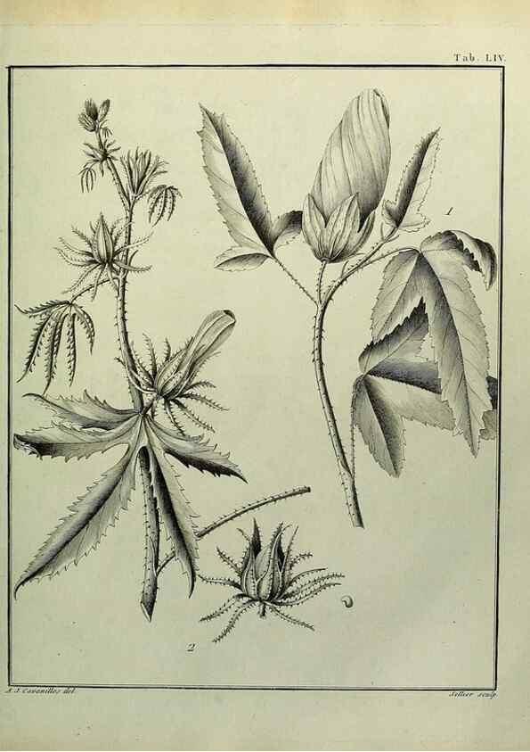 Reproducción/Reproduction 8187770393: Monadelphiae classis dissertationes decem.. Parisiis,Apud F.A. Didot,1785-1790.