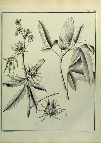 Reproducción/Reproduction 8187770393: Monadelphiae classis dissertationes decem.. Parisiis,Apud F.A. Didot,1785-1790.