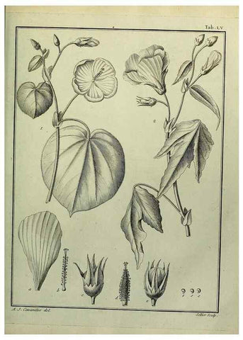 Reproducción/Reproduction 8187771283: Monadelphiae classis dissertationes decem.. Parisiis,Apud F.A. Didot,1785-1790.