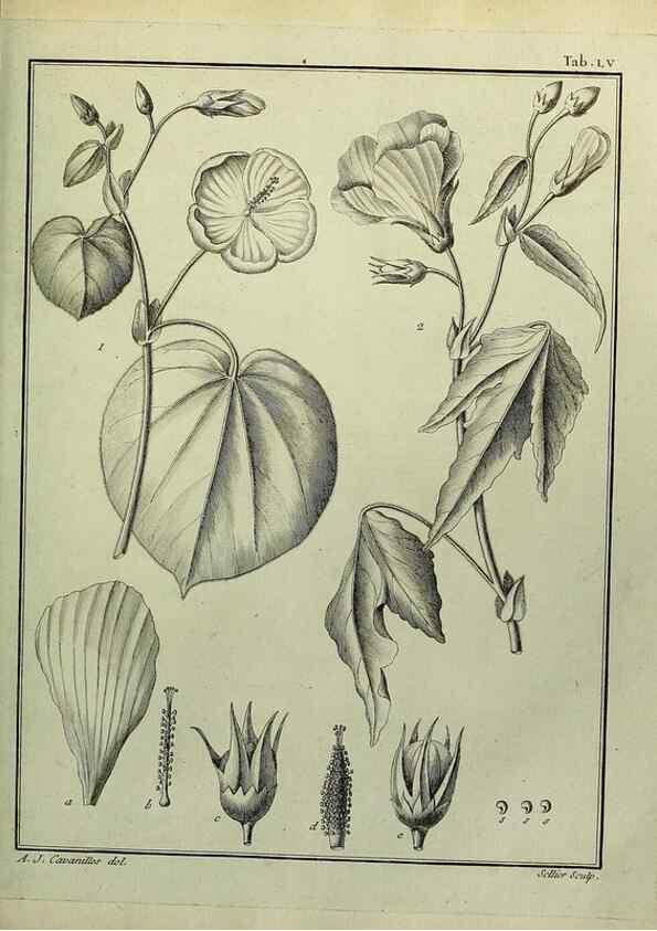 Reproducción/Reproduction 8187771283: Monadelphiae classis dissertationes decem.. Parisiis,Apud F.A. Didot,1785-1790.